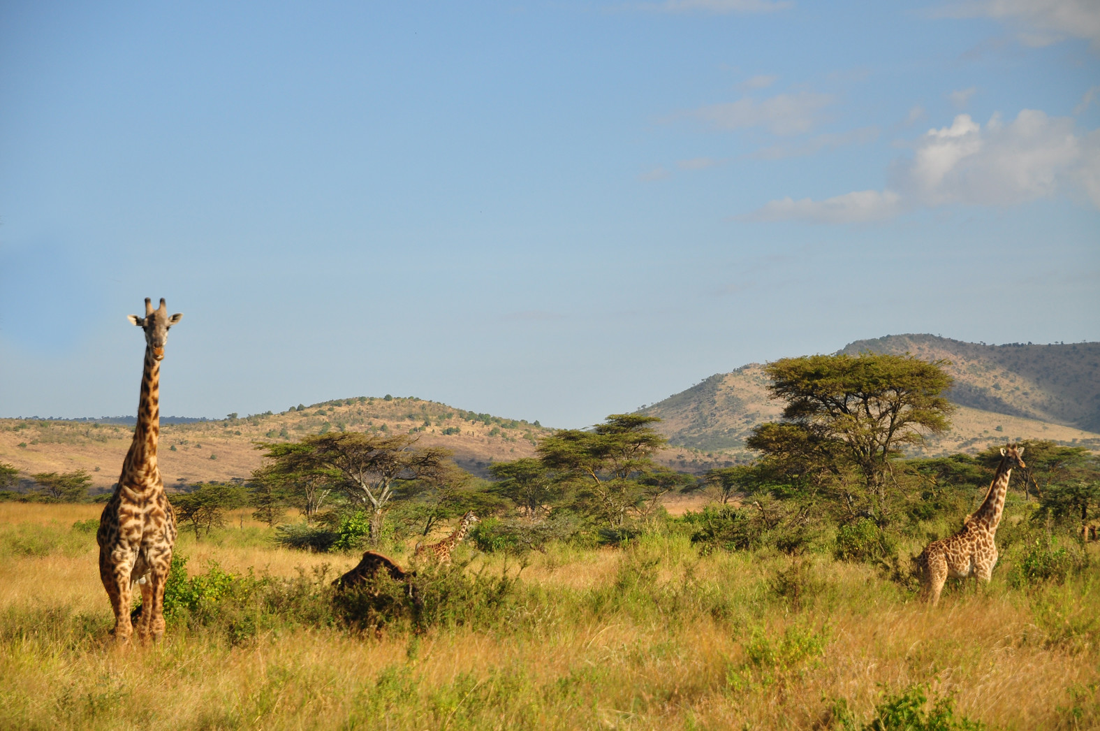 Nasaha serengeti adventures (4)