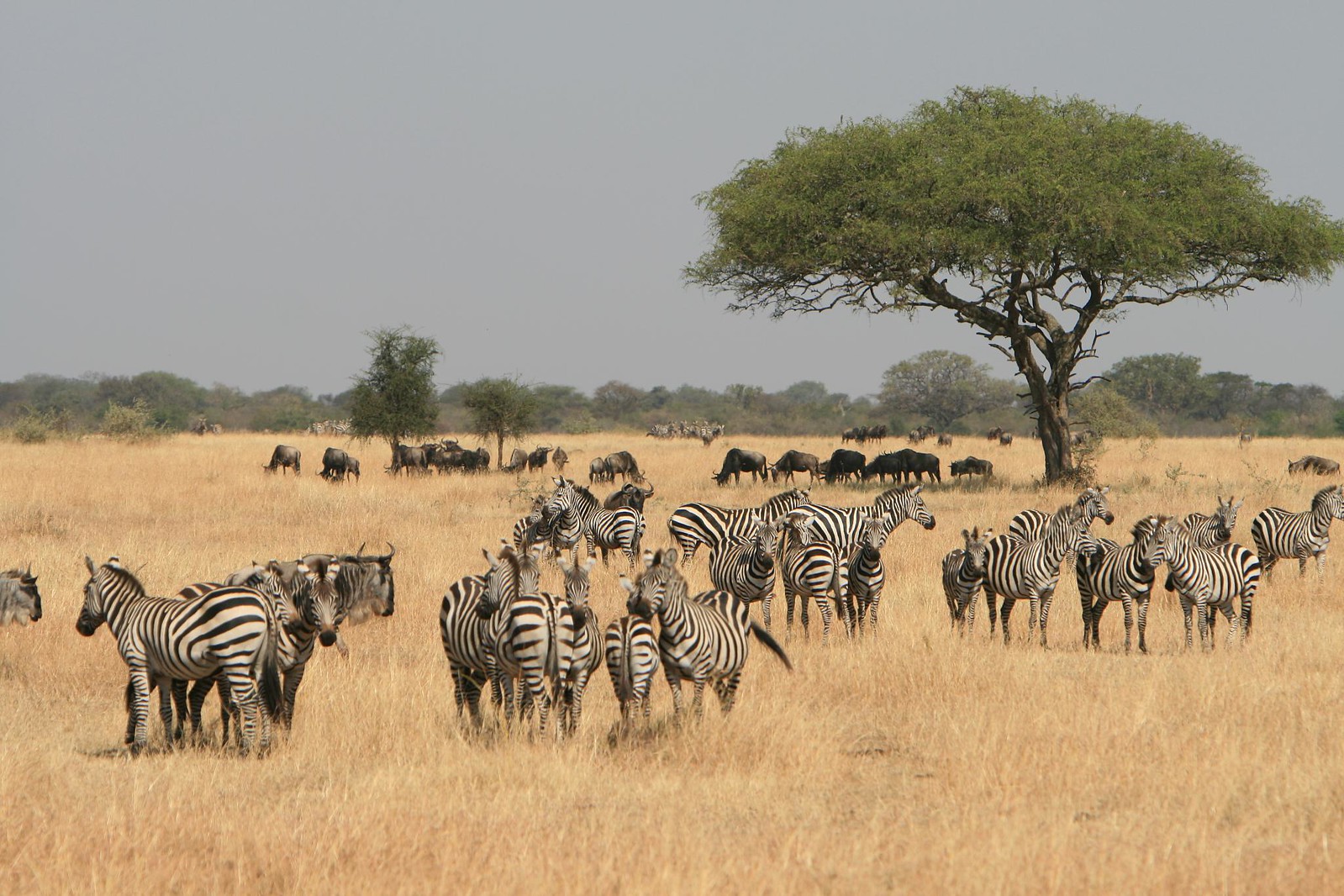 Nasaha serengeti adventures (6)